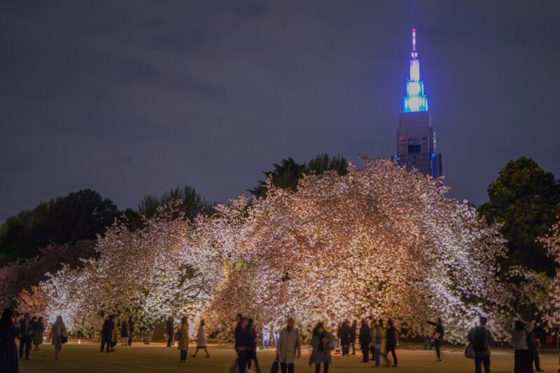 新宿御苑桜2025見頃や開花状況は?ライトアップや事前予約や駐車場は?