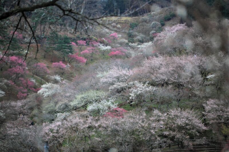 筑波山梅まつり22の見頃時期や開花状況や日程 中止 延期 は アクセスや駐車場は そらいろ 日本が魅せる多彩な表情