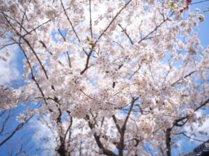 雲南市桜まつり2026開花状況や見頃は？屋台やアクセスや駐車場は？