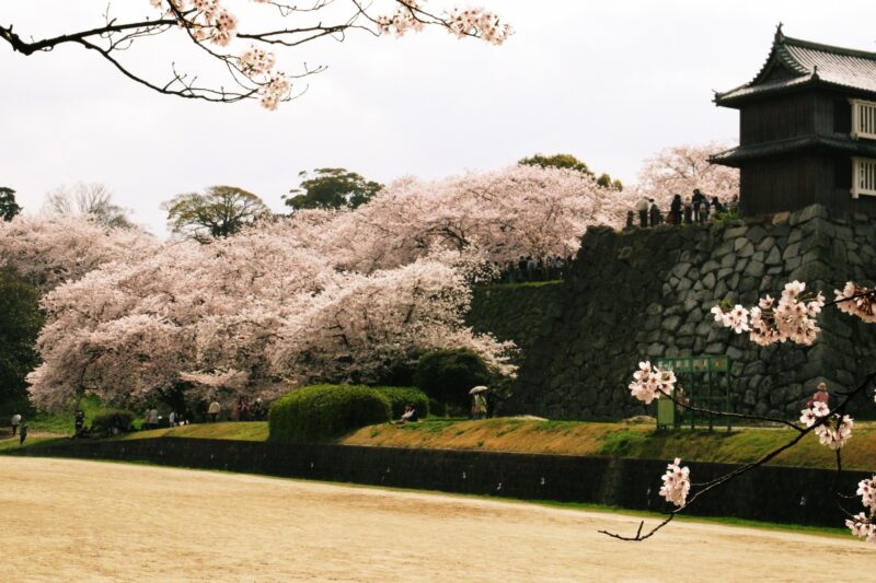 舞鶴公園の桜