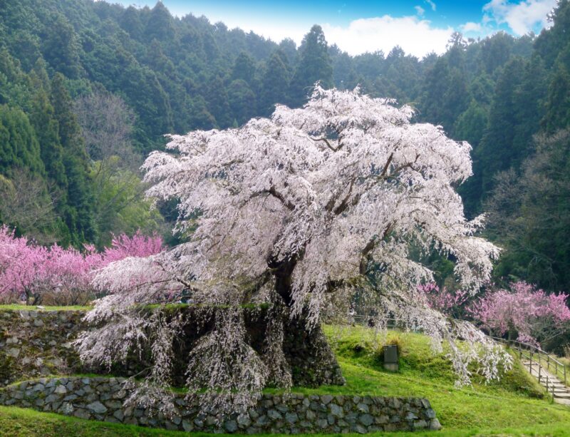 又兵衛桜の2022年見頃や開花状況やライトアップは?見どころや撮影スポットは?