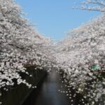 目黒川桜まつりの2022年見頃や開花状況やライトアップは？花見クルーズやアクセスは？　