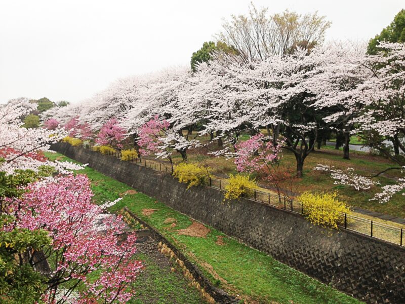 昭和記念公園の桜の22年見頃や開花状況やライトアップは アクセスや駐車場は そらいろ 日本が魅せる多彩な表情