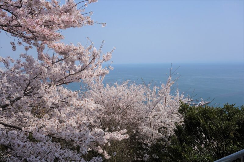 須磨浦公園の桜の2022年ライトアップや開花状況やライトアップは？アクセスや駐車場は？