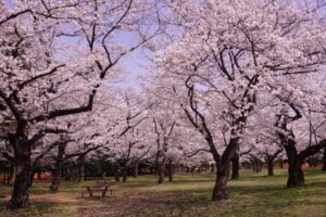 代々木公園桜2023見頃や開花状況は？ライトアップや屋台やアクセスは？