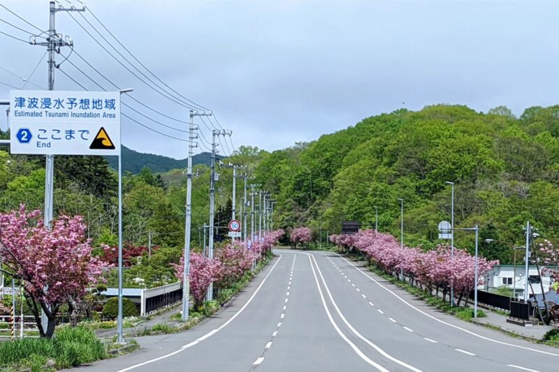 登別桜並木の2022年見頃時期や開花状況は?見どころや駐車場やアクセスは?