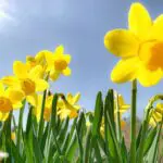 びわ湖バレイ水仙2024開花状況や見頃は?ロープウェイや駐車場やアクセスは?