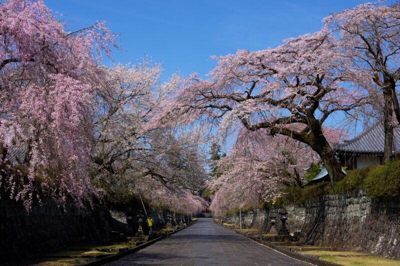 大石寺の桜の22年見頃時期や開花状況は アクセスや駐車場は そらいろ 日本が魅せる多彩な表情