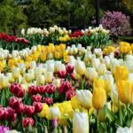 となみチューリップフェア2026見頃や割引・前売り券は？駐車場やアクセスは？