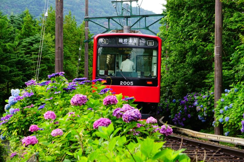 箱根あじさい電車2024ライトアップ日程・時間やおすすめスポットは?見頃や開花状況は?