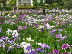堀切菖蒲園2026見頃時期や開花状況は？ライトアップやアクセスや駐車場は？