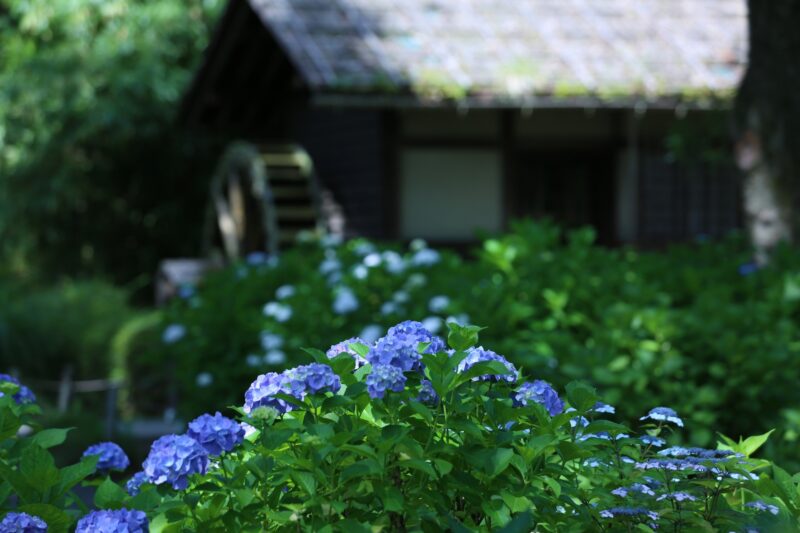 府中郷土の森あじさいまつりの2022年開花状況や見頃時期は?駐車場やアクセスは?