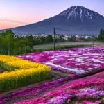 三島さんちの芝桜2024開花状況や見頃は？庭先市や駐車場やアクセスは？