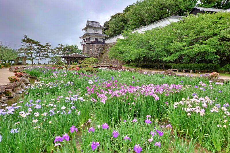 大村公園花菖蒲まつりの2022年の見頃や開花状況やライトアップは?アクセスや駐車場は?