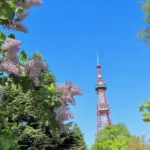 さっぽろライラックまつり2025の日程・スケジュールや食べ物等屋台は？アクセスや駐車場は？
