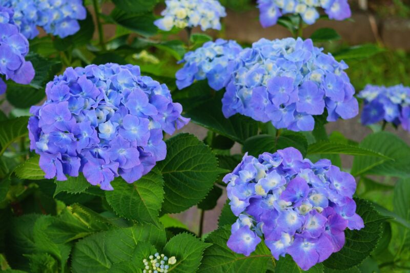 三島スカイウォークあじさい祭の2022年見頃や開花状況は?内容や限定スイーツは?