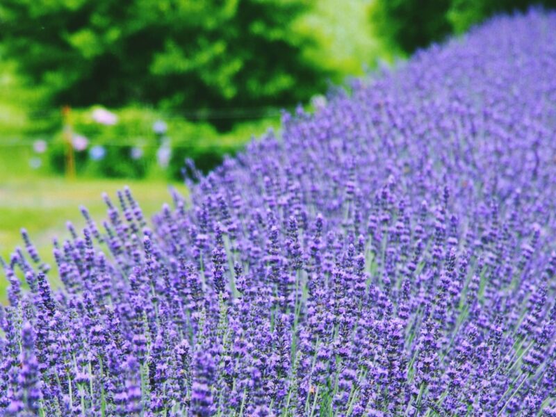 嵐山ラベンダーまつりの2022年見頃や開花状況は?千年の苑のアクセスや駐車場は?
