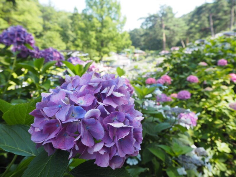 太閤山ランドあじさい祭りの2022年開花状況や見頃やライトアップは?駐車場やアクセスは?