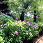 多摩川台公園のあじさいの2022年開花状況や見頃は？アクセスや駐車場は？