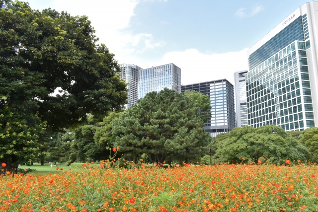 浜離宮恩賜庭園のコスモスの2022年見頃や開花状況は?種類や入園料やアクセスは?