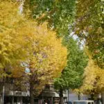 八王子いちょう祭り2025の日程・時間や屋台は？通帳手形やアクセスや駐車場は？