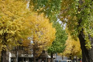 八王子いちょう祭り2025の日程・時間や屋台は?通帳手形やアクセスや駐車場は?