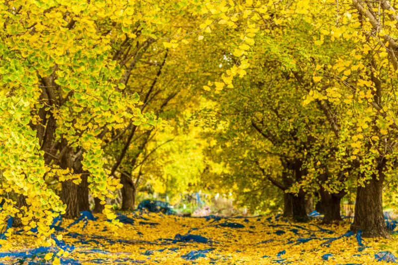 祖父江黄葉いちょう祭り2025の日程・ライトアップ時間やスケジュールは?屋台やアクセスや駐車場は?