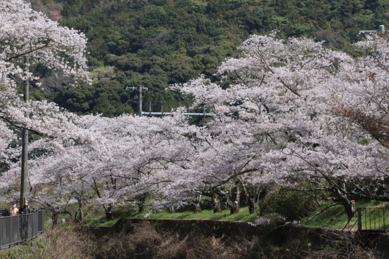 山中渓桜2024見頃や開花状況は?屋台やライトアップや駐車場は?