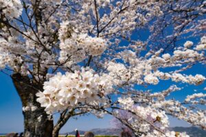 美の山公園桜2023見頃や開花状況は？ライトアップやアクセスや駐車場は？