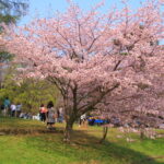 札幌円山公園桜2023見頃や開花状況は？屋台やアクセスや駐車場は？