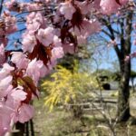 あっけし桜牡蠣まつり2025の日程・スケジュールや屋台は？アクセスや駐車場は？