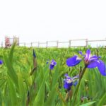 厚岸あやめ祭り2025の日程や見頃・開花状況は？アクセスや駐車場は？