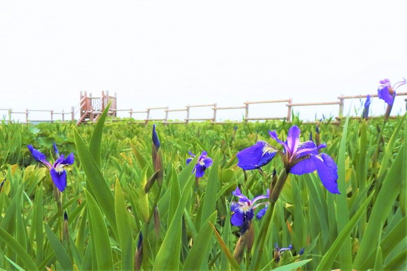 厚岸あやめ祭り2025の日程や見頃・開花状況は?アクセスや駐車場は?