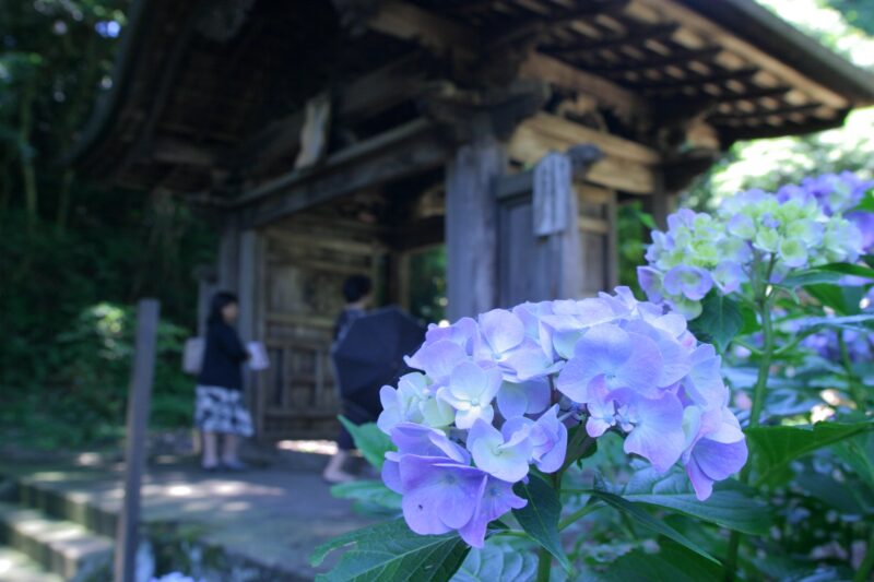 月照寺あじさい2024開花状況や見頃は?駐車場やアクセスは?