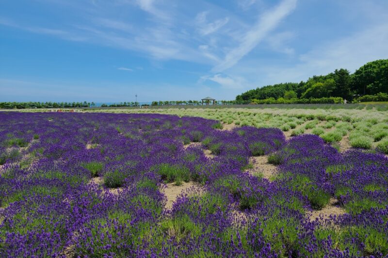 オホーツク流氷公園ラベンダー2024見頃時期や開花状況は?イベント内容や駐車場やアクセスは?