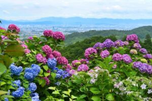 善峯寺あじさい2024見頃時期や開花状況は？料金や駐車場やアクセスは？
