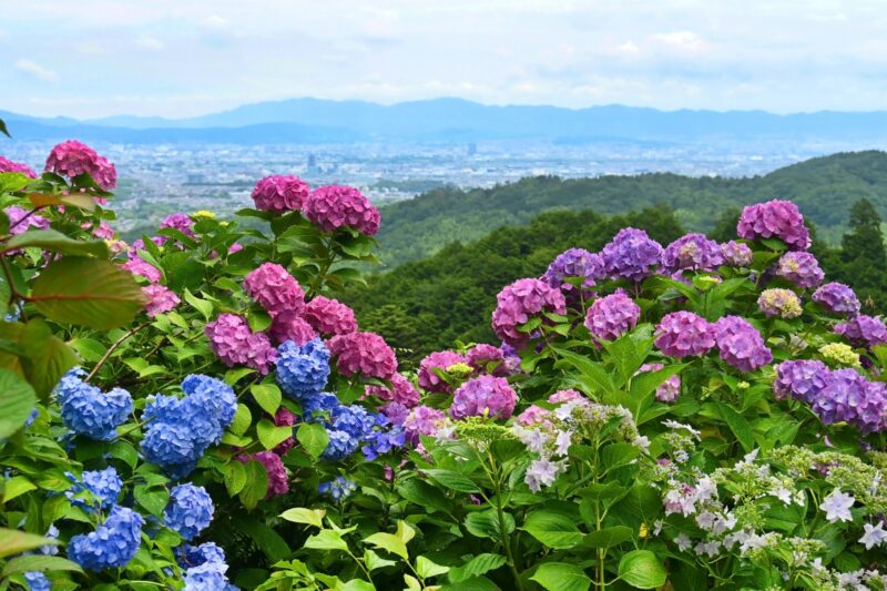 善峯寺あじさい2024見頃時期や開花状況は?料金や駐車場やアクセスは?