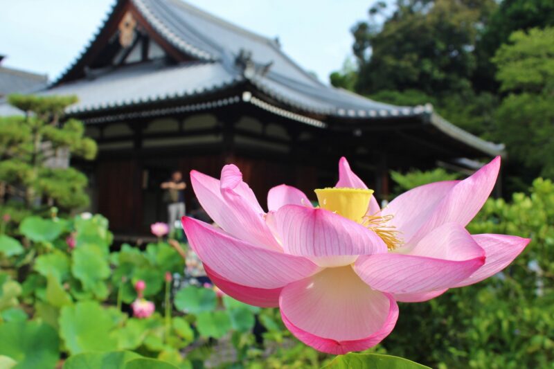 法金剛院蓮2024開花状況や見頃は?早朝拝観や駐車場やアクセスは?
