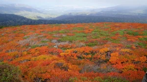 三ツ石山紅葉2024見頃時期や登山ルートは？駐車場や網張展望リフト・アクセスは？