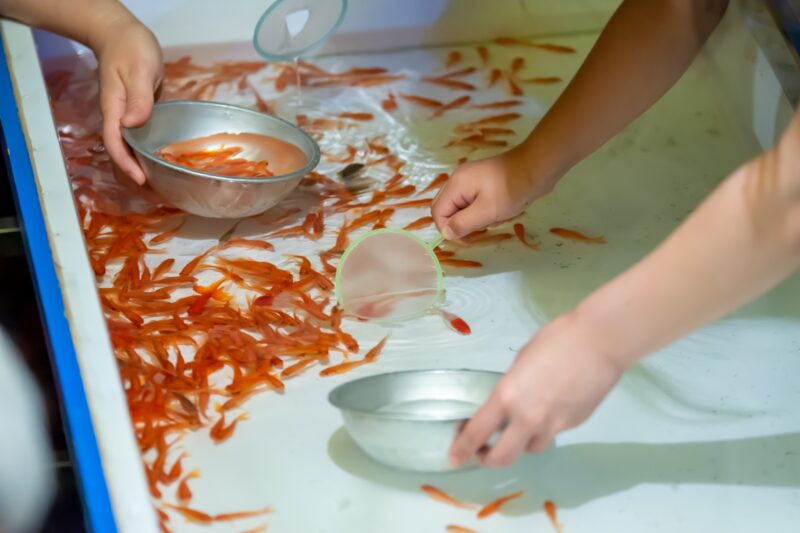 金魚すくい