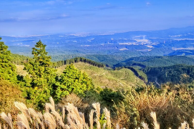 青山高原のススキ