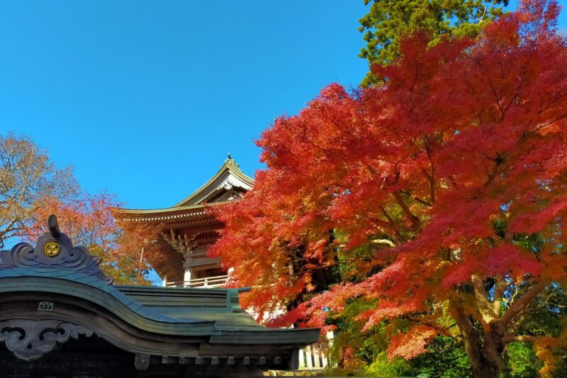 高尾山の紅葉