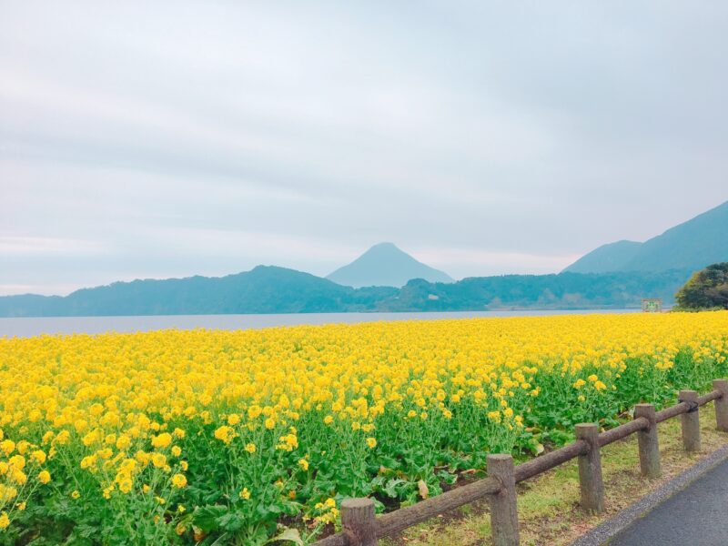 指宿の菜の花