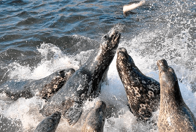 小樽水族館公式サイトより引用