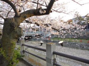 芦屋さくらまつり2024の日程・時間やライトアップは？屋台やアクセスや駐車場は？