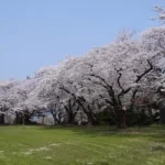 楯山公園桜まつり2025屋台やライトアップは？見頃や駐車場やアクセスは？