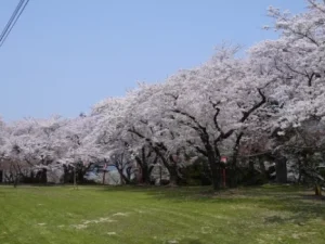 楯山公園桜まつり2025屋台やライトアップは？見頃や駐車場やアクセスは？