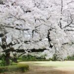 橋本市高野口公園桜まつり2025の日程・時間や屋台は？ライトアップや駐車場やアクセスは？