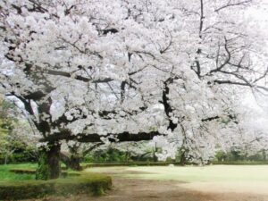 橋本市高野口公園桜まつり2025の日程・時間や屋台は？ライトアップや駐車場やアクセスは？
