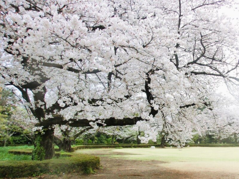 橋本市高野口公園桜まつり2025の日程・時間や屋台は?ライトアップや駐車場やアクセスは?